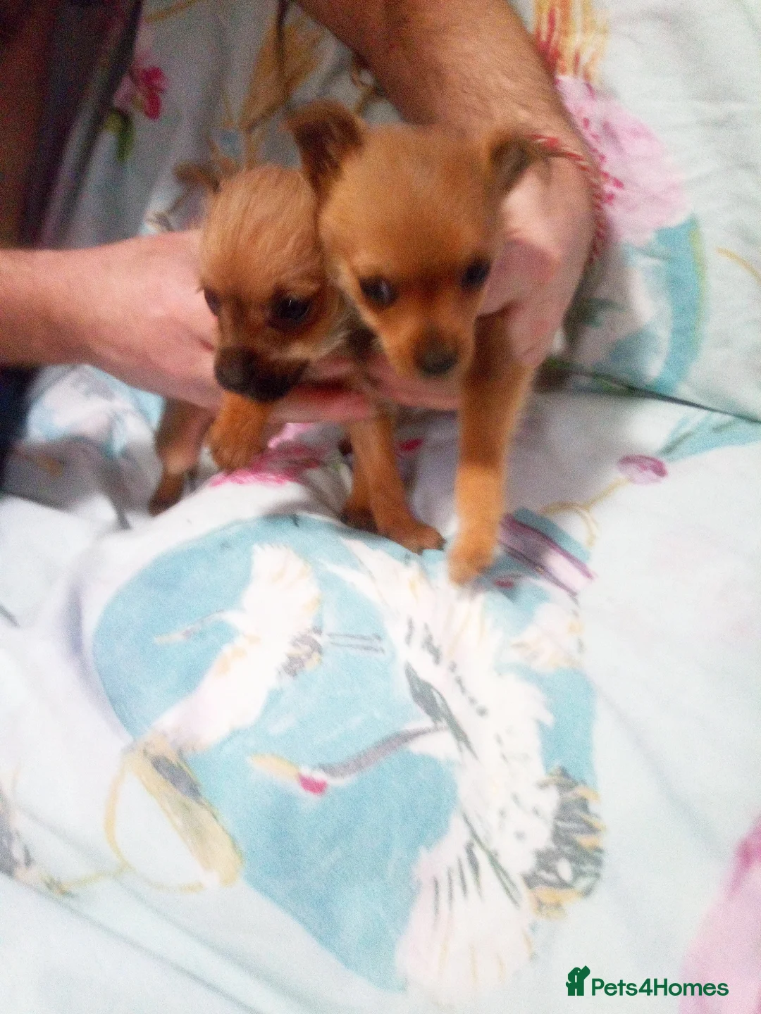 Mixed Breed dogs for sale: Chihuahua x jack russell - Advert 1