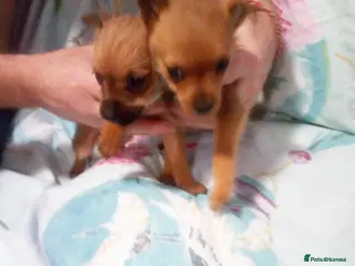 Mixed Breed dogs Chihuahua x jack russell - Advert 1