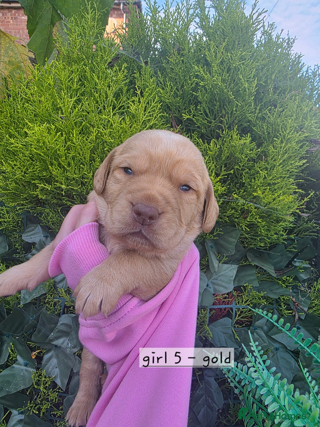 Cockerdor dogs for sale: F1 cockerdor puppies , cocker x labrador  - Image 32