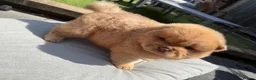 Chow Chow dogs for sale: Chow chows - Advert 6