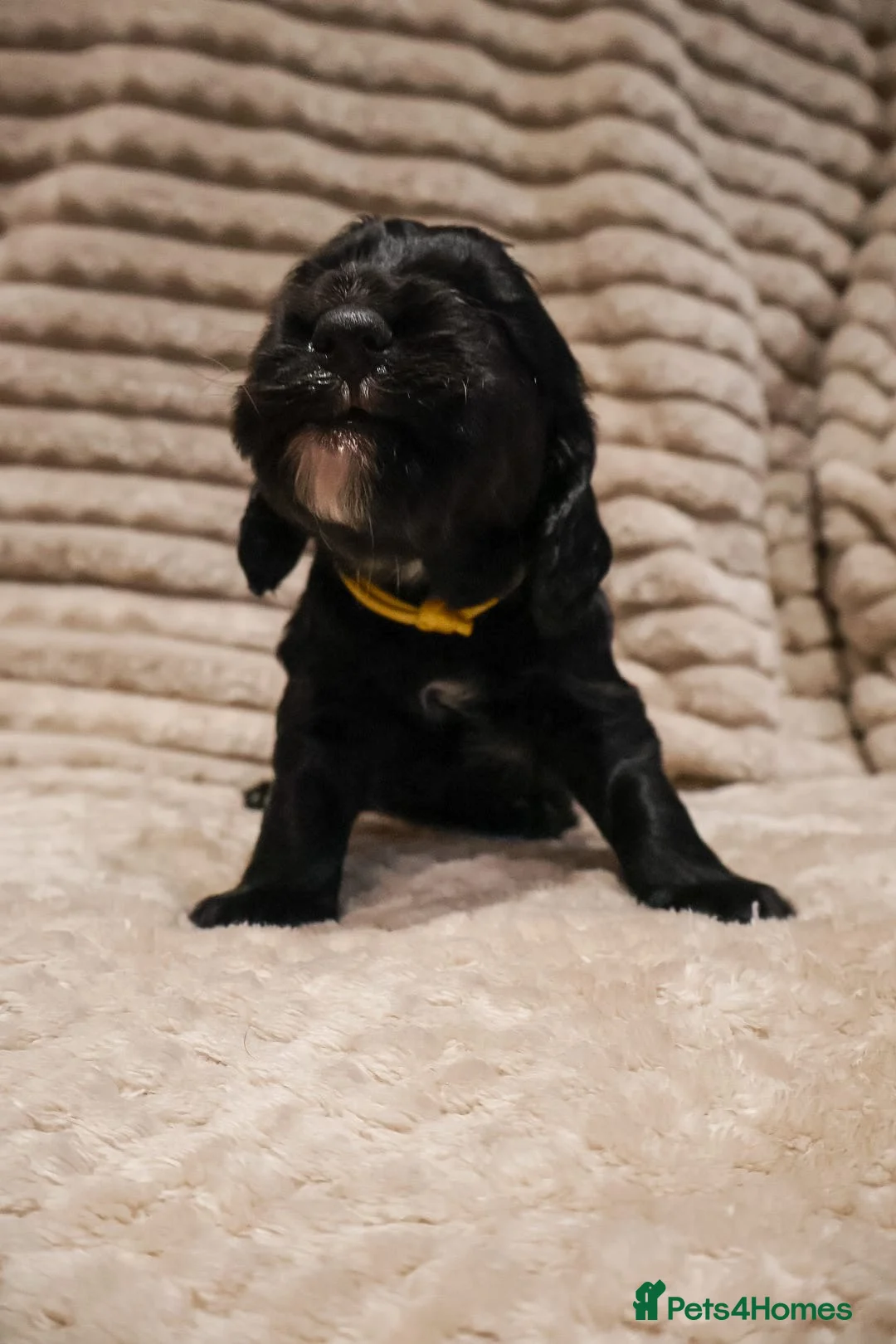 Cocker Spaniel dogs for sale: Cocker Spaniel Puppies - Advert 33