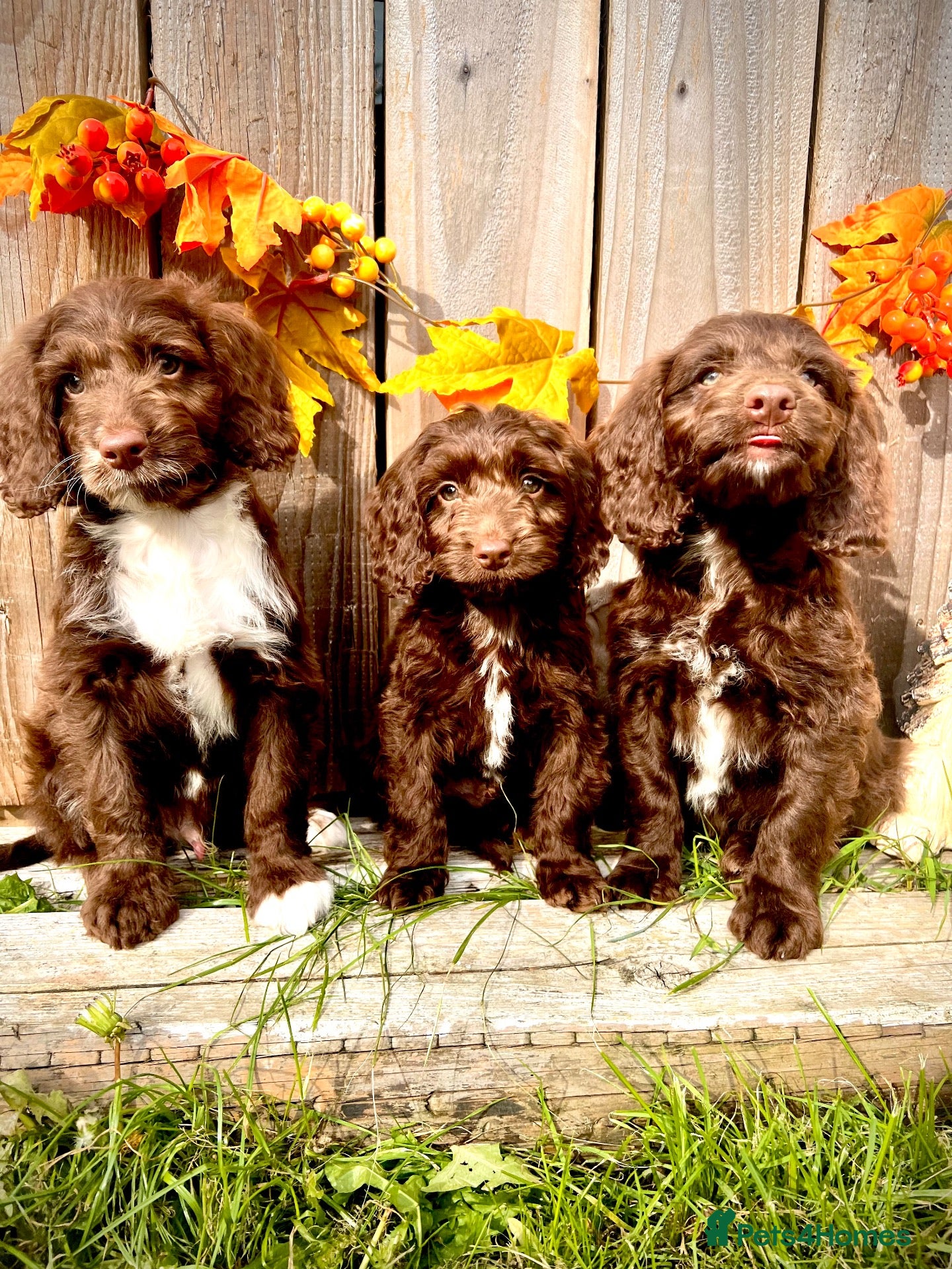 Sproodle dogs Rare Miniature Sproodle Chocolate  Puppies  - Advert 1