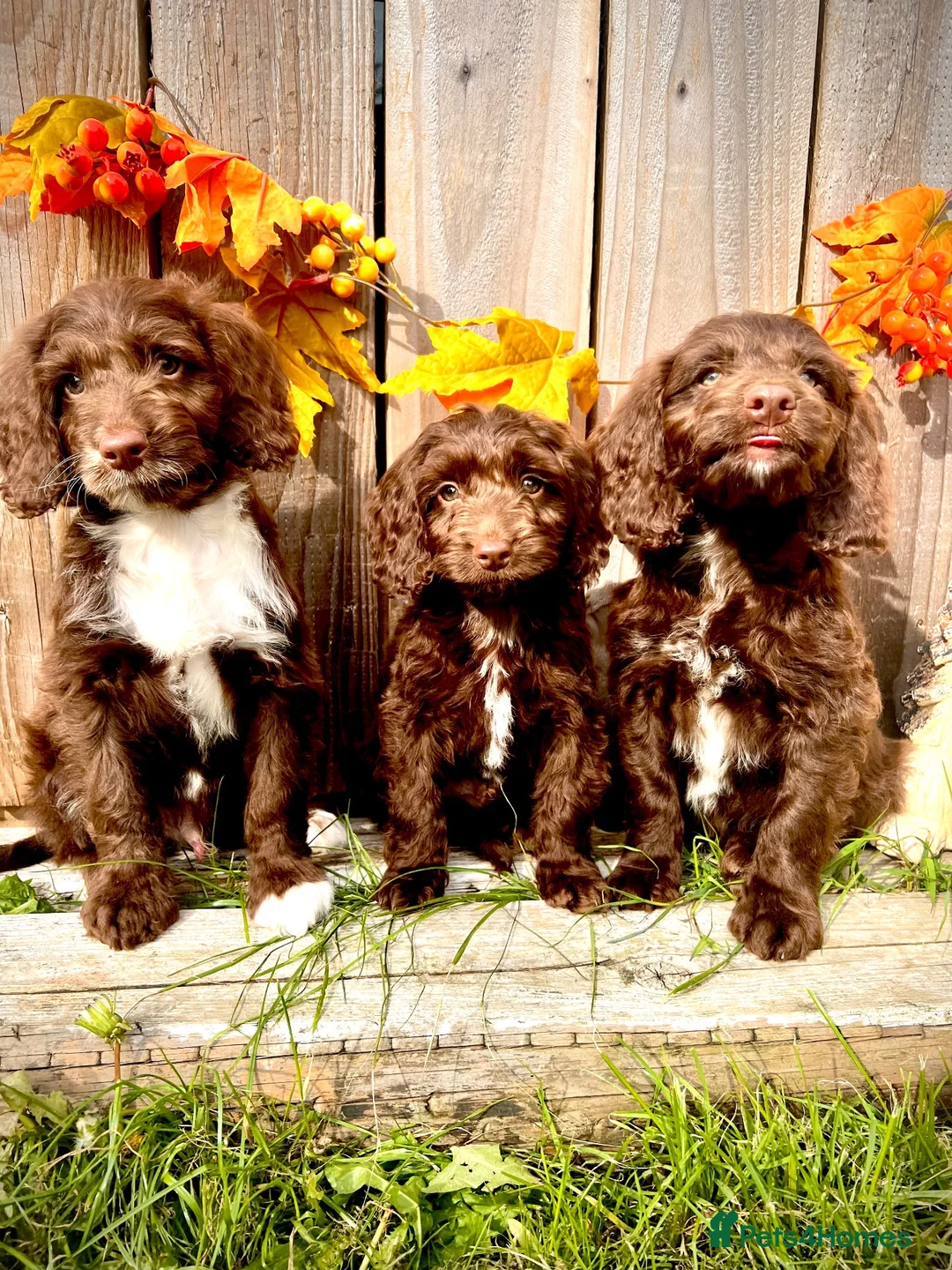Sproodle dogs for sale: Beautiful F1  Sproodle Chocolate  Puppies Boys ! - Advert 2
