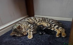 Mixed Breed cats for sale: Two Female kittens (Bengal/Persian mix - Image 17