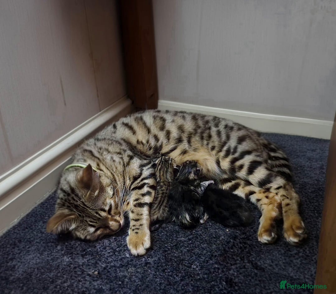 Mixed Breed cats for sale: Two Female kittens (Bengal/Persian mix - Image 17