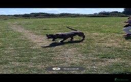 Bullmastiff dogs for sale: Female bullmastiff  - Image 3