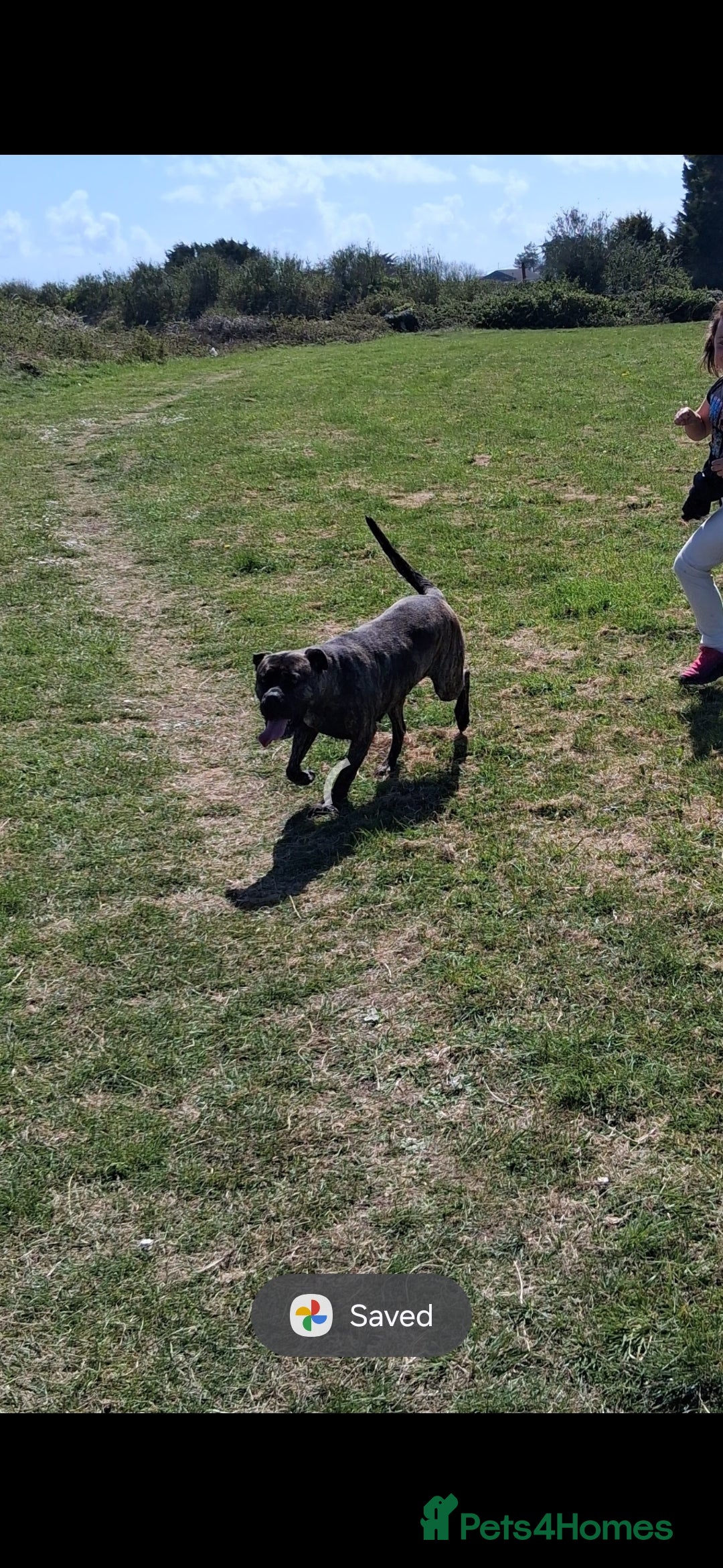Bullmastiff dogs for sale: Female bullmastiff  - Image 3