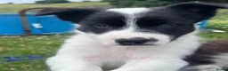 Border Collie dogs for sale: Border Collie Puppies - Advert 3