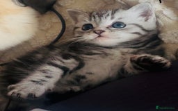 Persian cats for sale: persian x bengal - Image 5