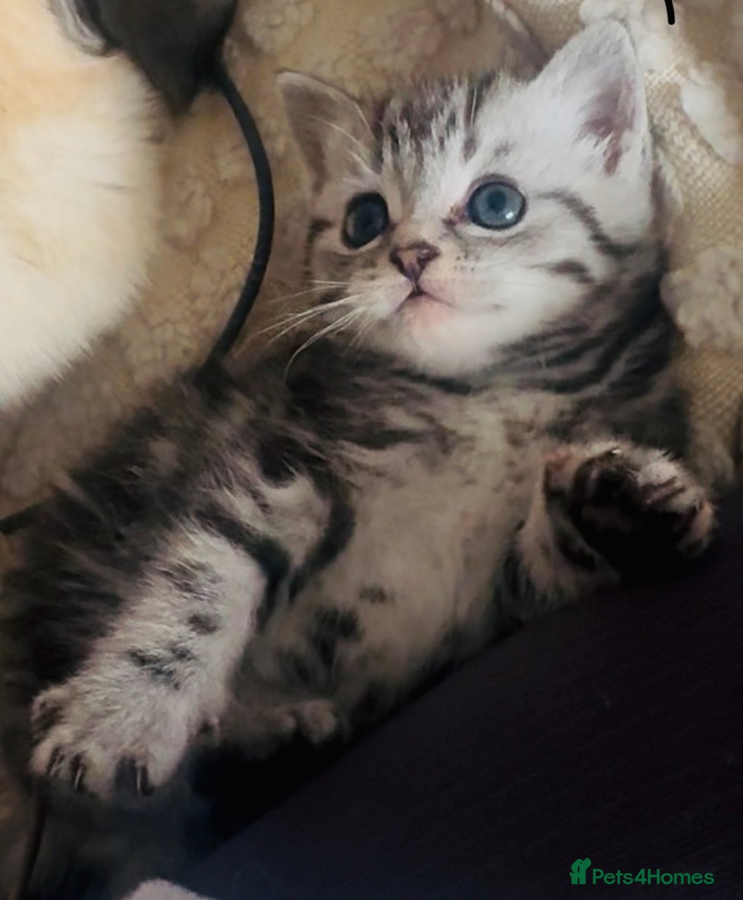 Persian cats for sale: persian x bengal - Image 5