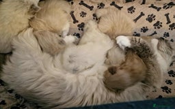 Ragdoll cats for sale: TICA Ragdoll Kittens – Mink, Sepia & Traditional - Image 1