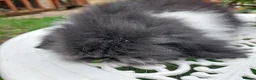 Angora rabbits for sale: TEDDYWIDDER BABIES  - Advert 6