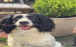 Sprocker dogs for sale: Black and white Sprockers looking for homes  - Image 13