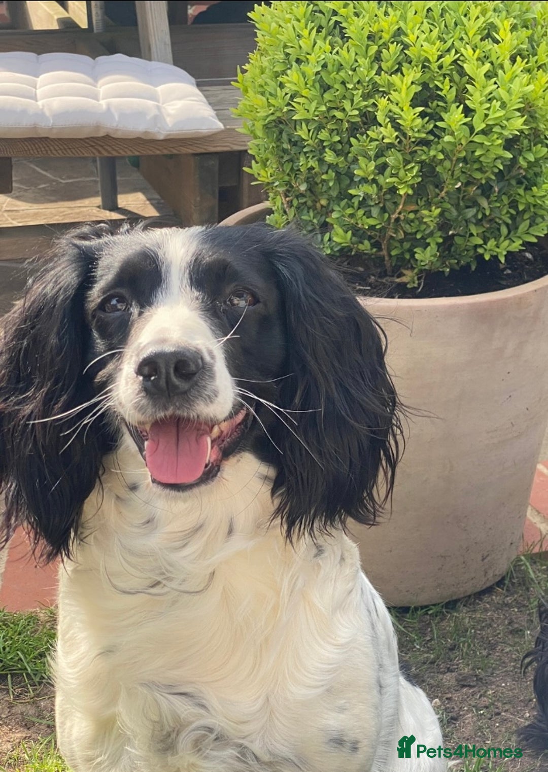 Sprocker dogs for sale: Black and white Sprockers looking for homes  - Image 13