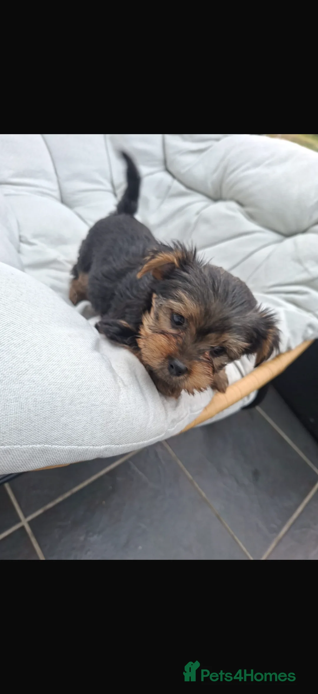 Yorkshire Terrier dogs for sale: Yorkshire terrier puppy boy  - Advert 4