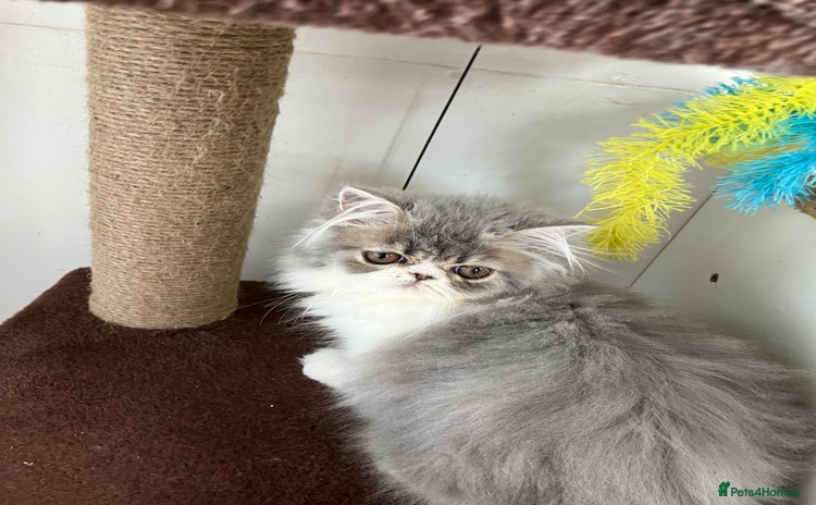 Persian cats - Advert 14