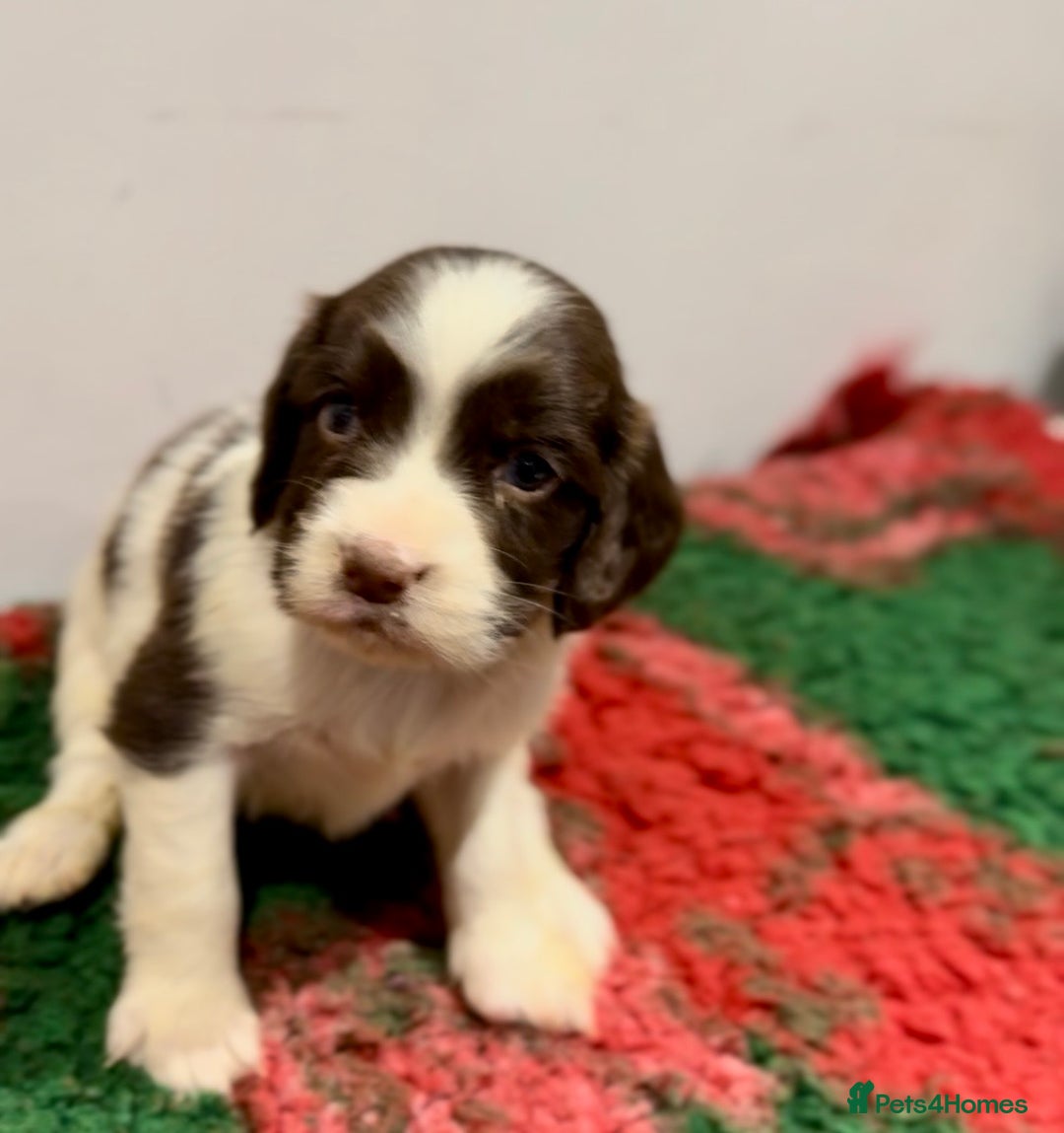 English Springer Spaniel dogs for sale: KC Working English springer spaniel puppies - Advert 6