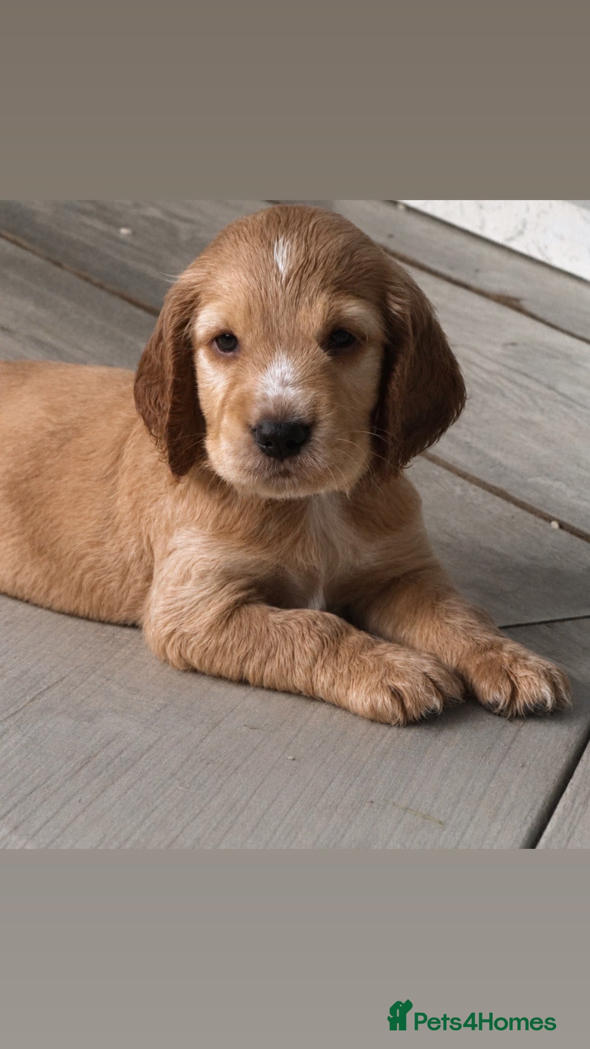 Cocker Spaniel dogs Final 3 KC Golden Show Cocker Spaniel Boy Puppies - Advert 2