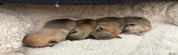 Mixed Breed dogs for sale: Beautiful litter of four happy healthy Pomchis in Banstead - Advert 9