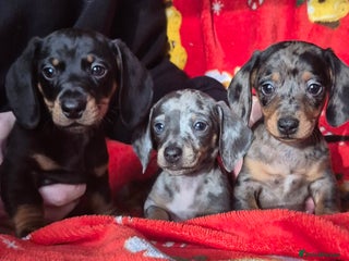 Dachshund dogs Stunning litter of dachsunds - Advert 1