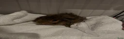 Guinea Pig rodents for sale: Young Abyssinian Guinea Pig + Full C&C Setup - Advert 2