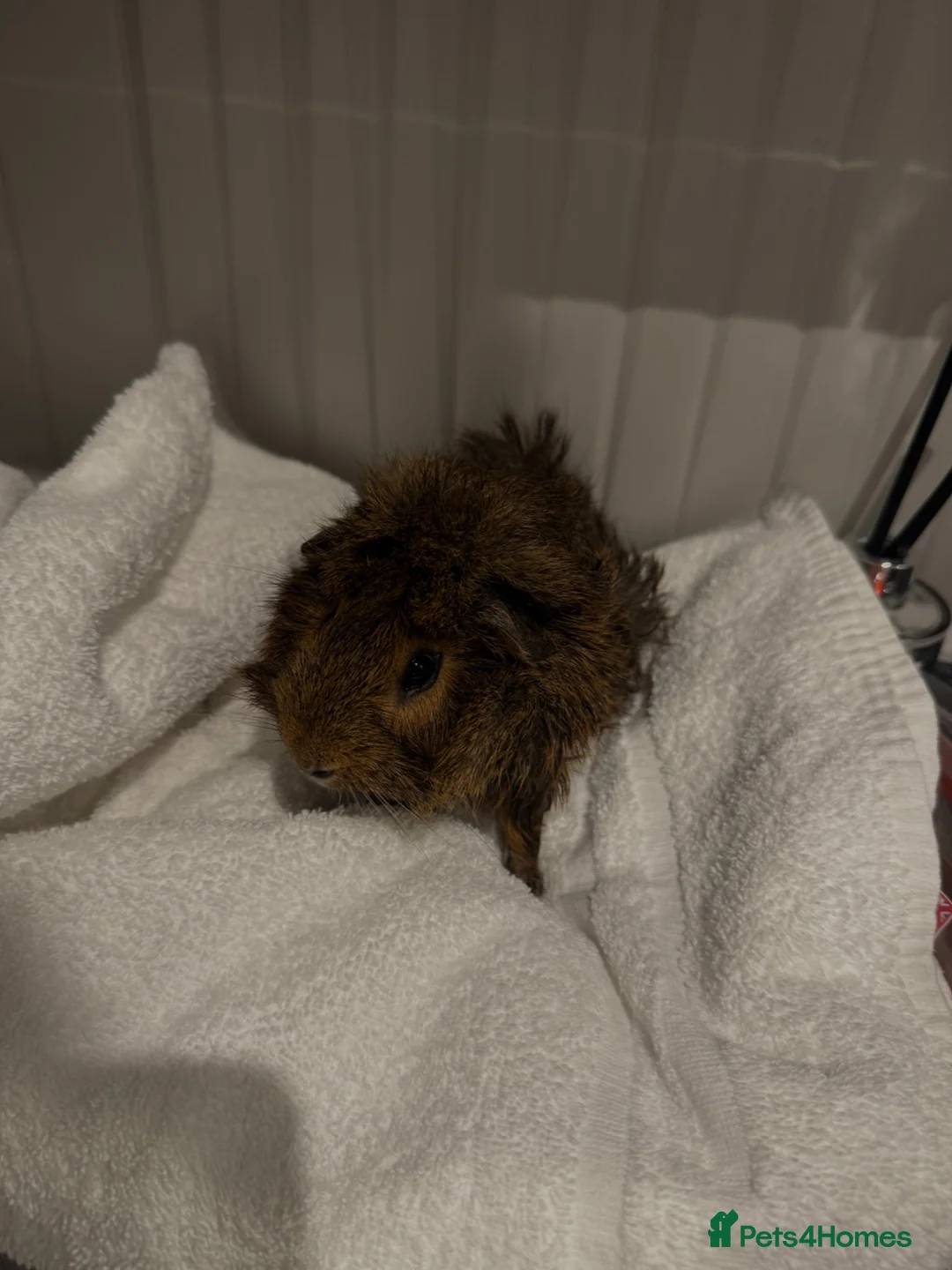 Guinea Pig rodents for sale: Young Abyssinian Guinea Pig + Full C&C Setup - Advert 2