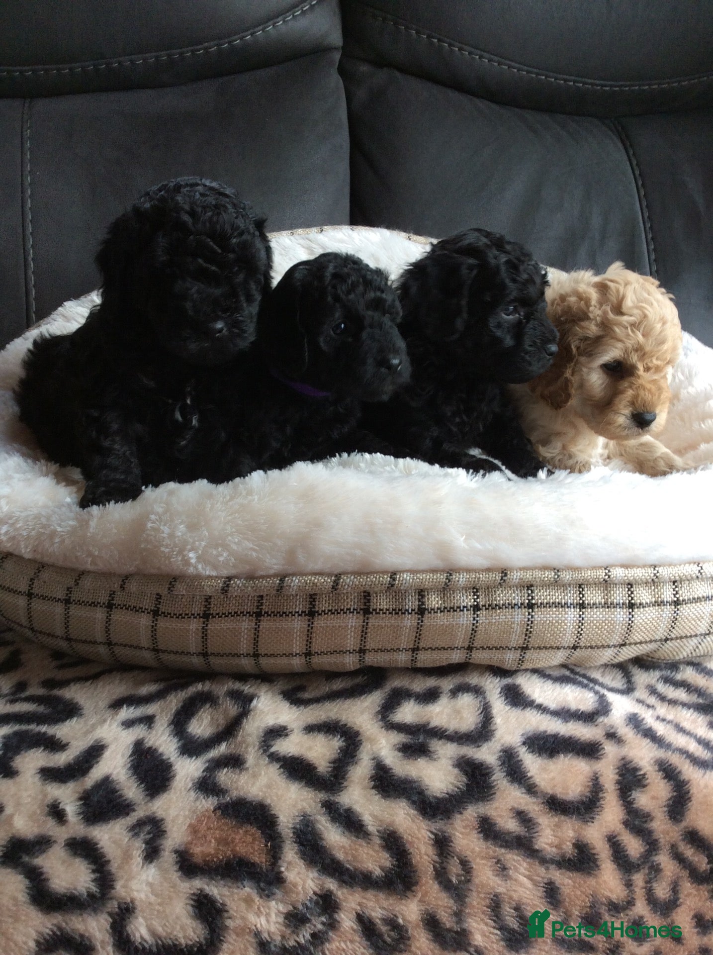 Cockapoo dogs Gorgeous litter of f1b cockapoo puppies - Advert 1