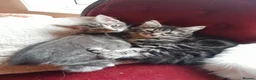 Mixed Breed cats for sale: 4 attractive Turkish Angora/Maine Coon kittens in Newquay - Advert 8