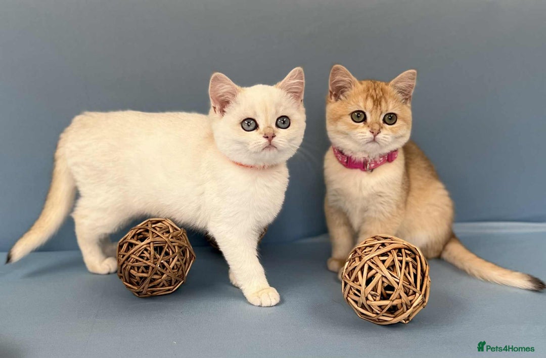 British Shorthair cats for sale: 🫶GCCF - NY12 Golden British Shorthair kittens 🫶 - Image 21