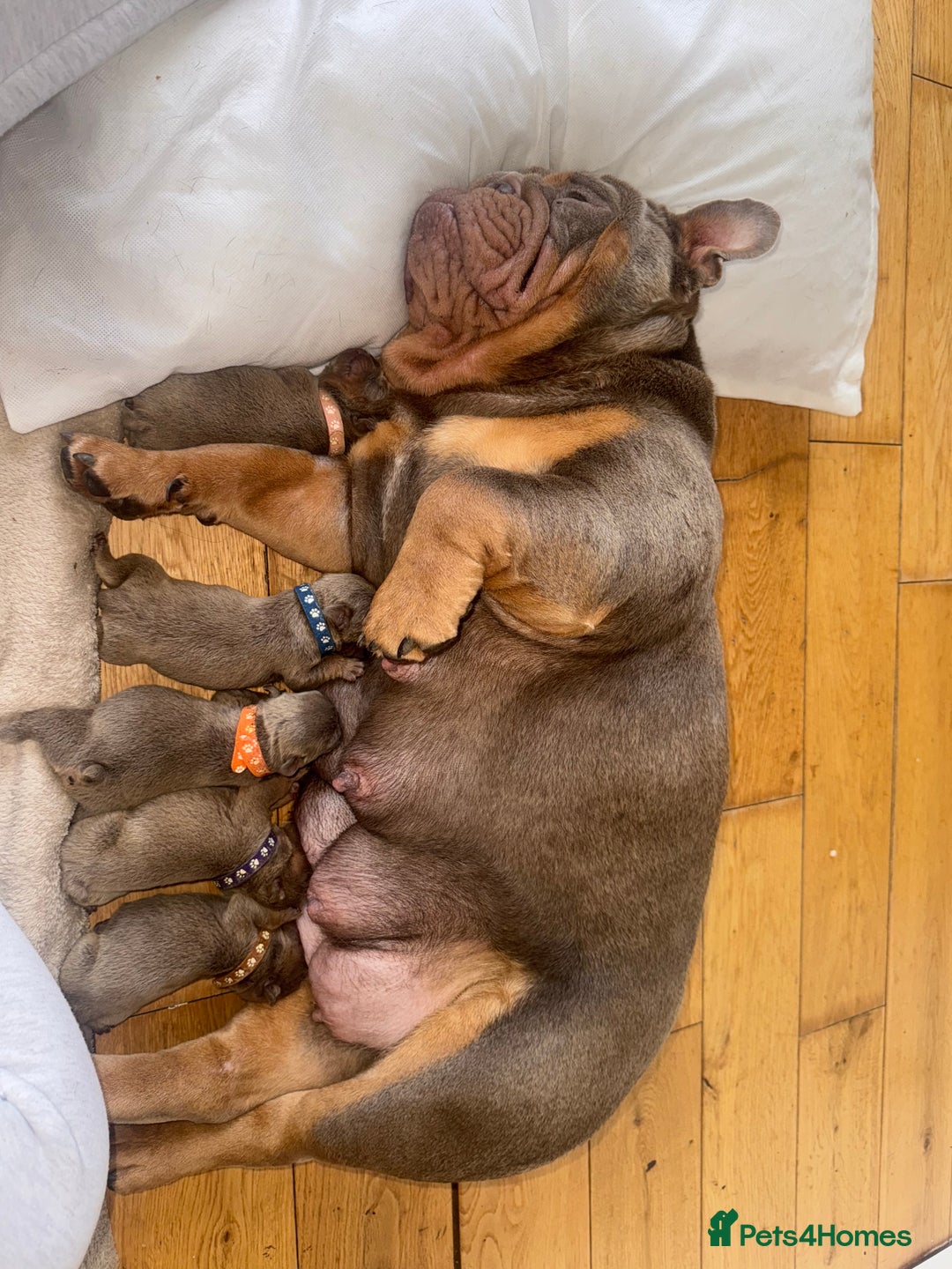 English Bulldog dogs for sale: English Bulldogs - Advert 4