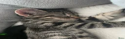 Mixed Breed cats for sale: Beautiful kittens ready for new homes - Advert 15