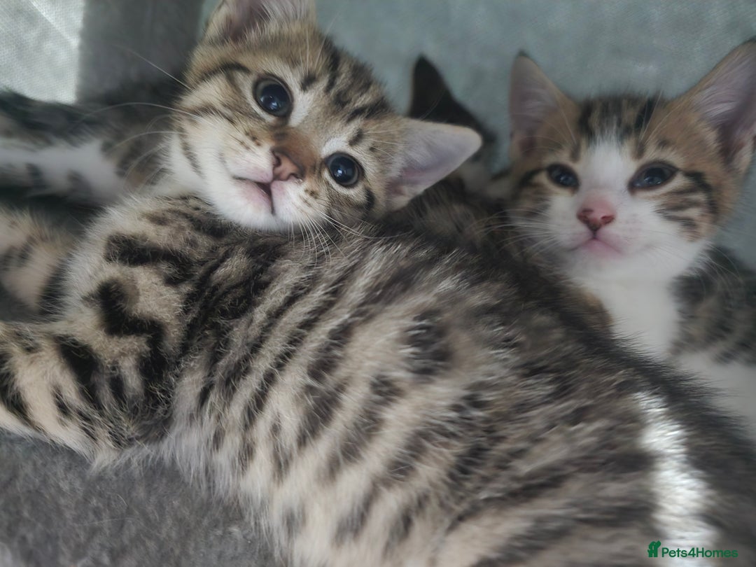 Bengal cats for sale: Bengal x kittens  - Image 3