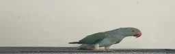 Ringnecks birds for sale: Indian Ringneck Rare Colour 6 Months Old - Advert 4