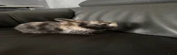 Mini Lop rabbits for sale: Beautiful Purebred Mini Lop Baby Rabbits - Advert 5