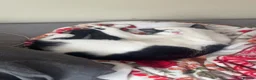 Mixed Breed cats for sale: Black and white domestic shorthair in Liverpool - Advert 3