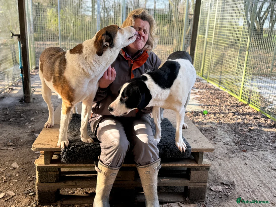 Mixed Breed dogs for adoption: Maya & Luca still waiting for you to see them 💔 - Advert 10