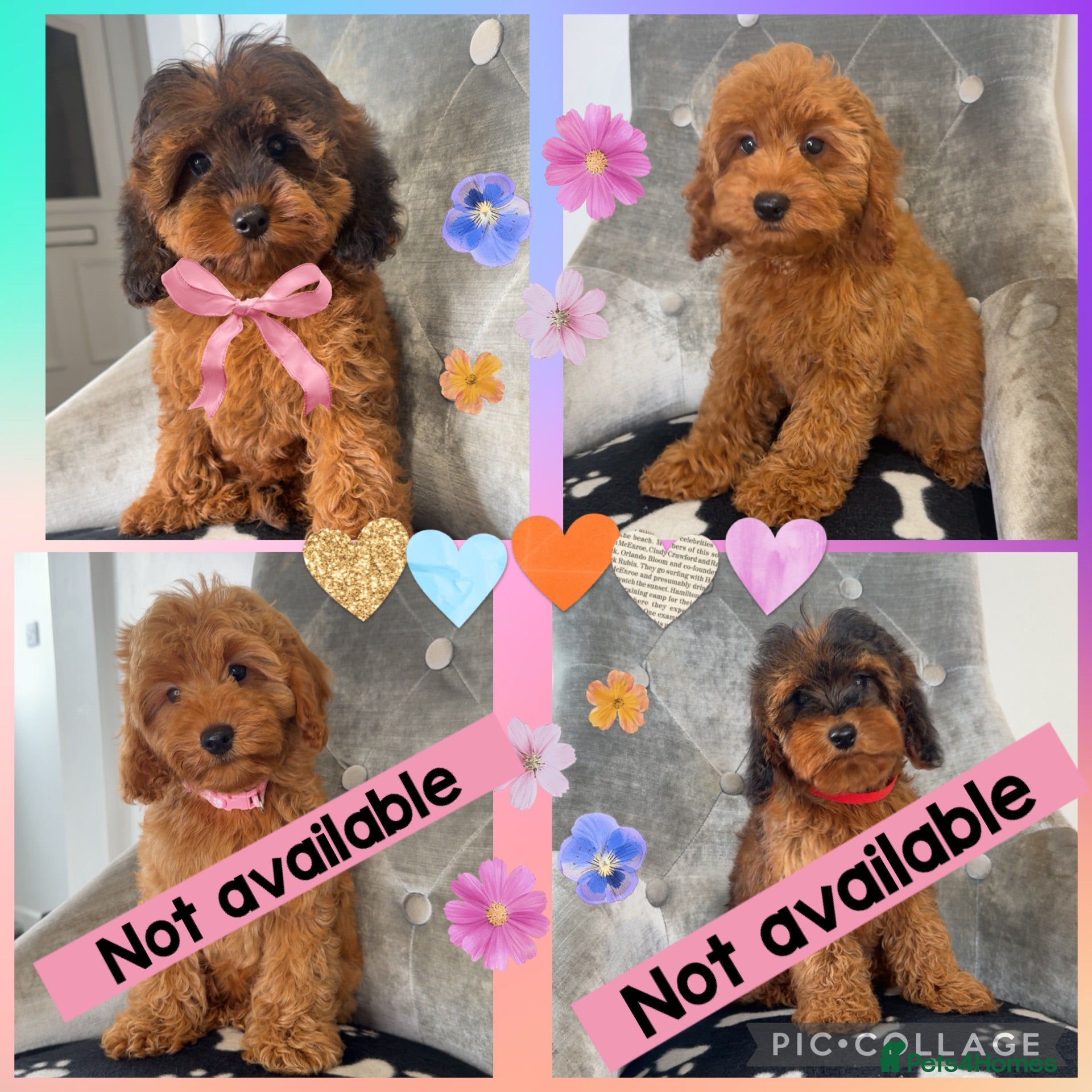 Cockapoo dogs Ready now! Health clear cockapoos - Advert 1