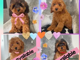 Cockapoo dogs Ready now! Health clear cockapoos - Advert 1