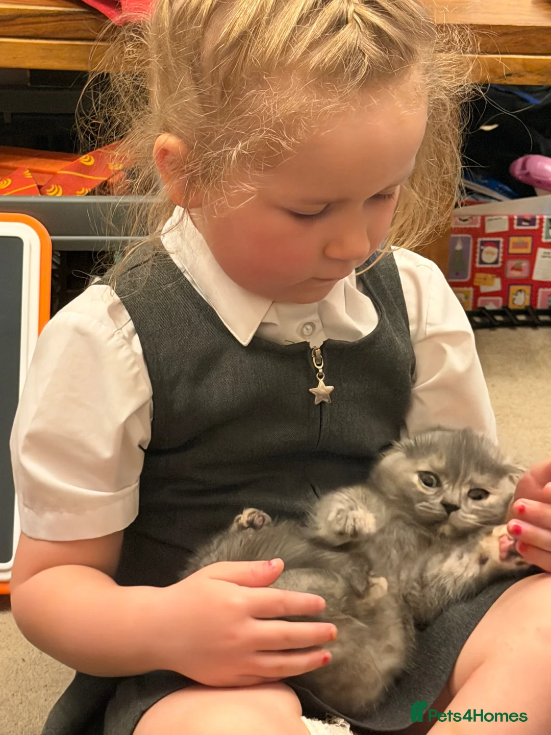 British Shorthair cats for sale: British Shorthair / British Longhair kittens - Advert 20