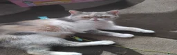 Exotic cats for sale: GCCF Registered Exotic Kittens  - Advert 1