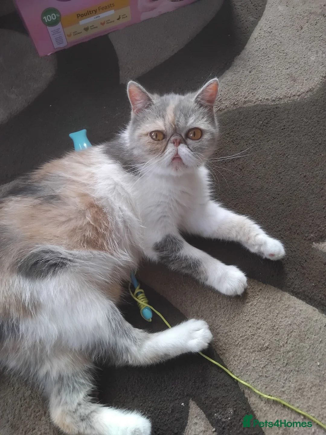 Exotic cats for sale: GCCF Registered Exotic Kittens  - Advert 1