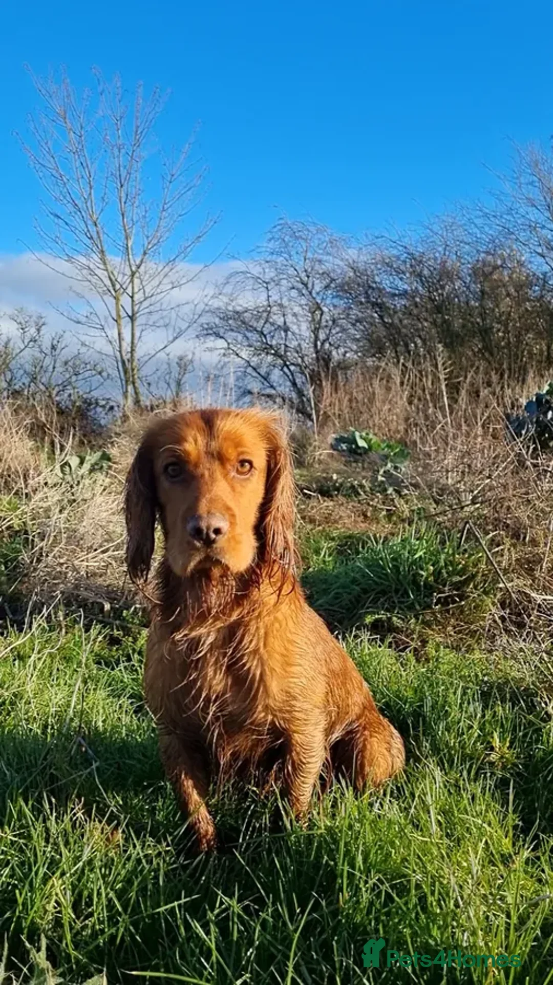 Cocker Spaniel dogs for sale: Waiting list for cocker spaniel pups due March - Advert 2