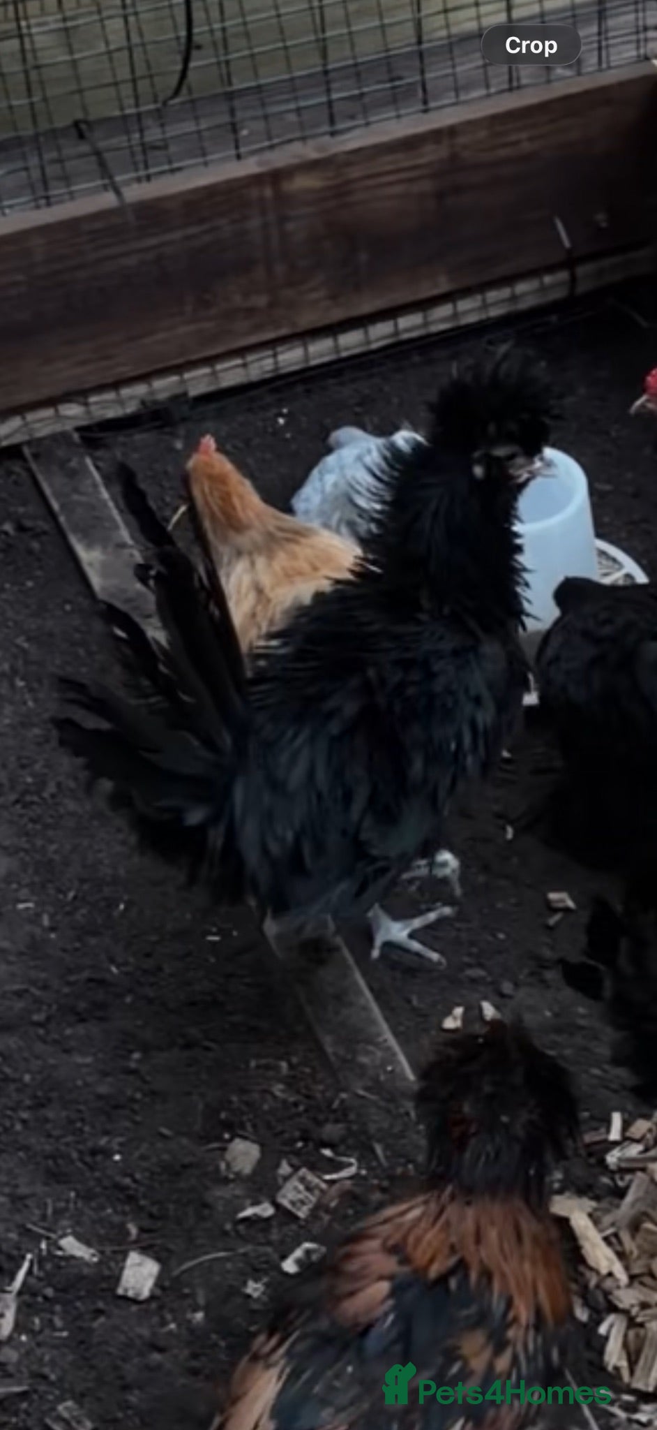 Chickens poultry Pekin Cockreal & polish Frizzle Cockreal  - Advert 2