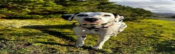 Dalmatian dogs for stud: Outstanding, health tested KC reg male| proven in Aberdare - Advert 5