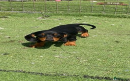 Miniature Dachshund dogs for sale: Mini dachshunds puppies fully vaccinated  - Image 10
