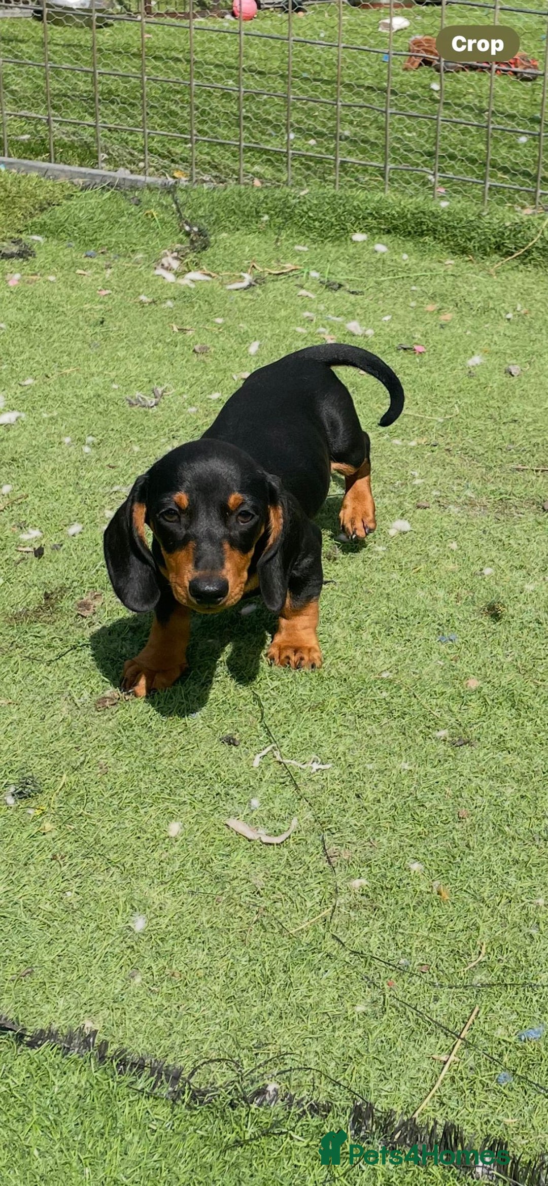 Miniature Dachshund dogs for sale: Mini dachshunds puppies fully vaccinated  - Image 10