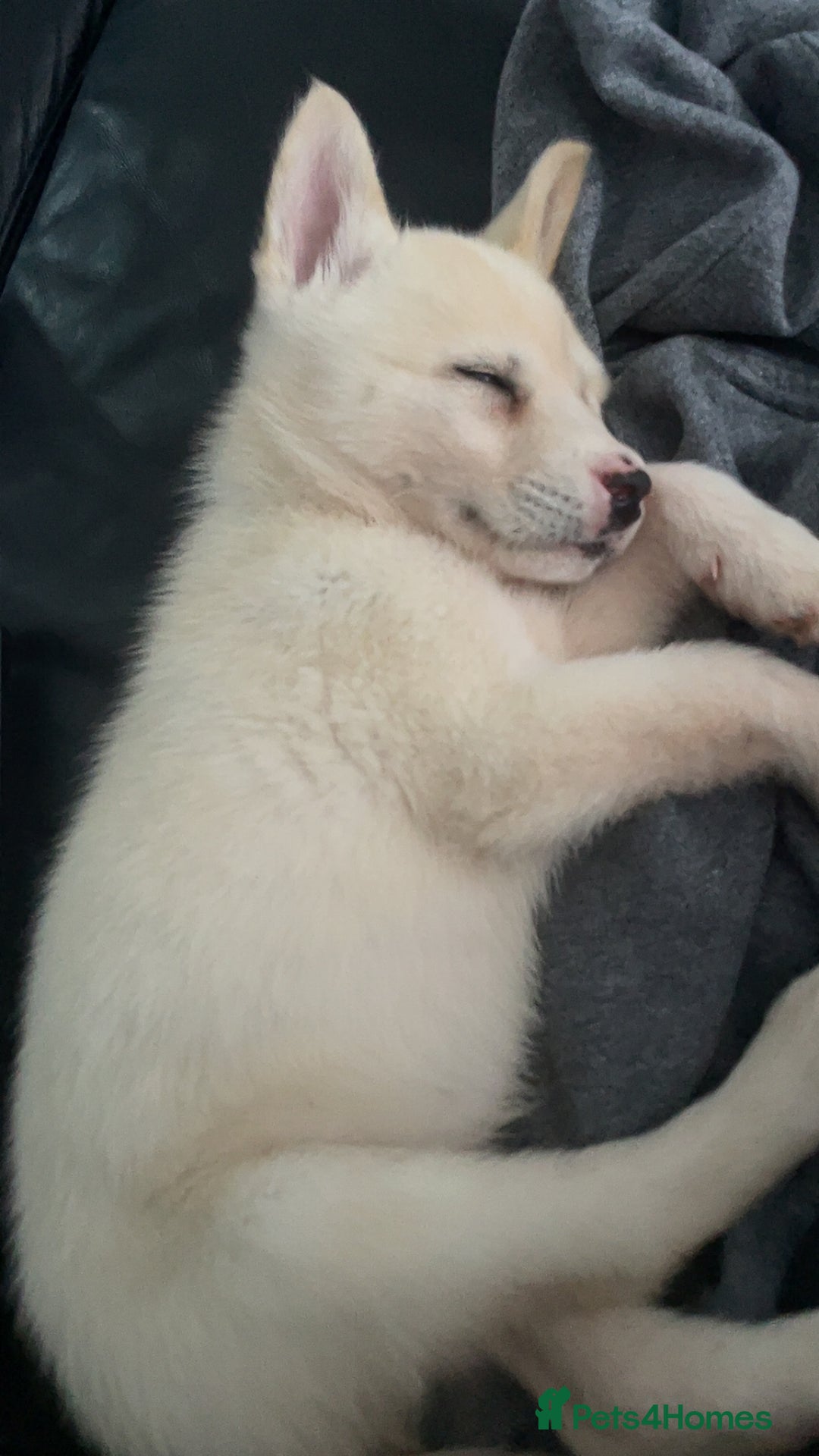 Siberian Husky dogs for sale: Puppy for sale bradford - Image 9