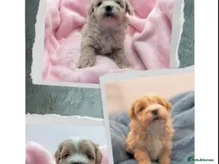 Maltipoo dogs Stunning F1 Maltpoo's Fully Health Tested - Advert 2