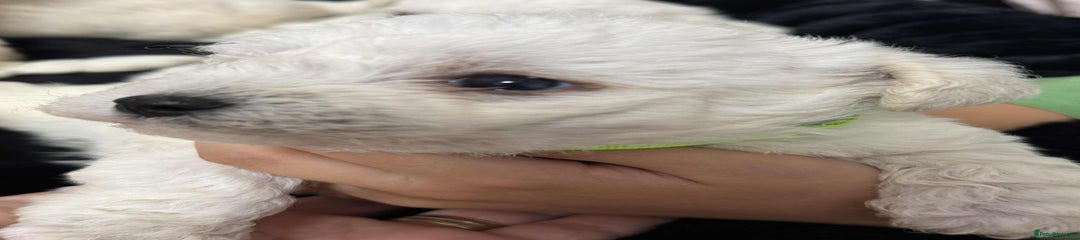 Bichon Frise Puppy 1