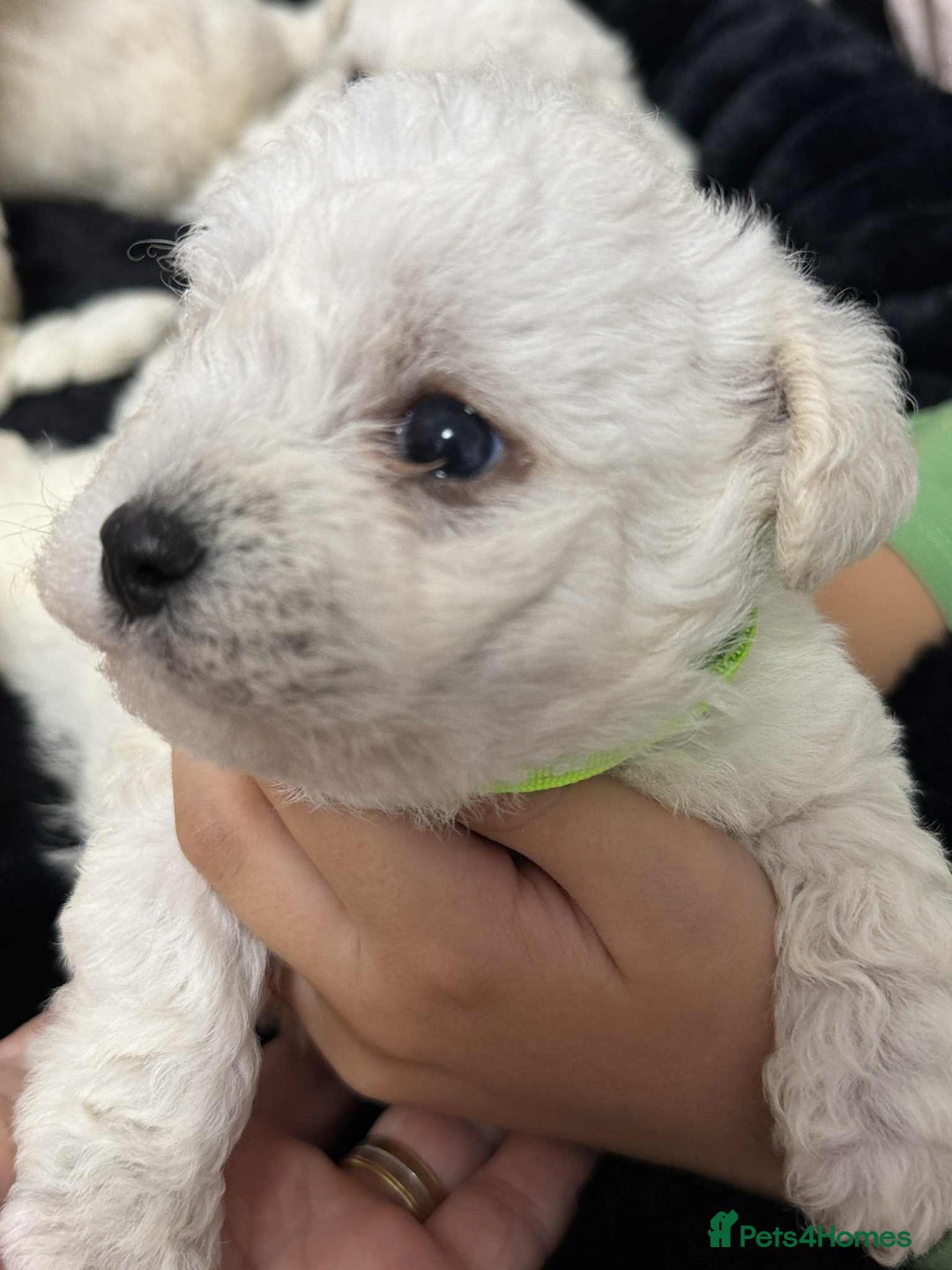 Bichon Frise dogs for sale: Adorable Bichon Frisée Puppies for sale  - Image 14